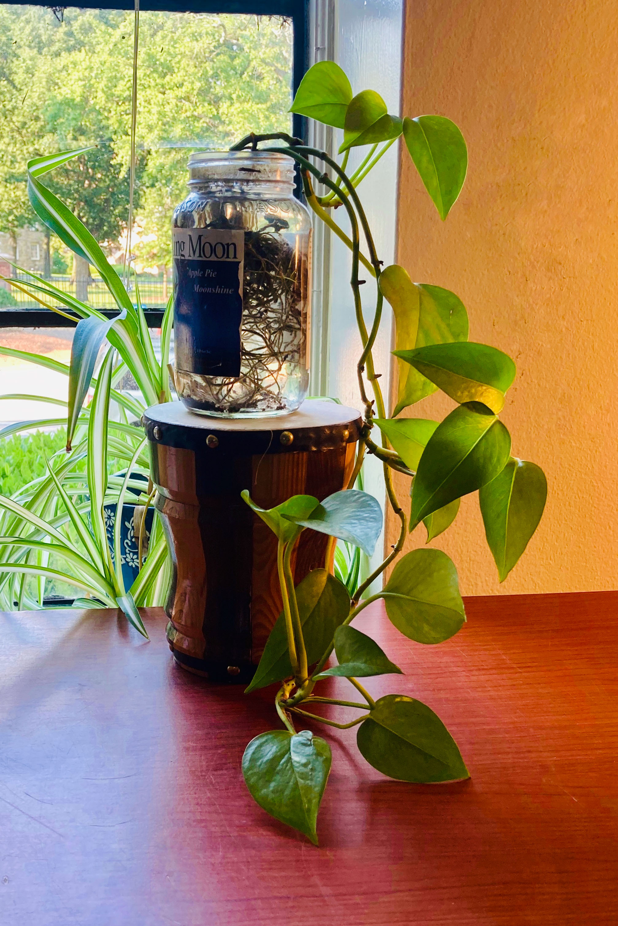 Image of Grandad's Plant